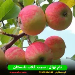 خرید نهال سیب گلاب تابستان + قیمت نهال سیب گلاب تابستان