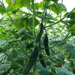 بذر خیار گلخانه ای پاریس
