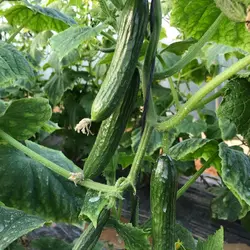 بذر خیار گلخانه ای پاریس