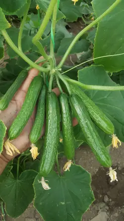 بذر خیار گلخانه ای پاریس