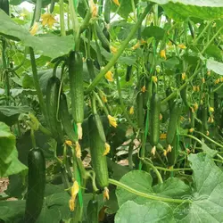 بذر خیار گلخانه ای پاریس