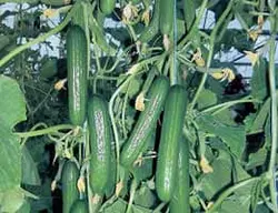 بذر خیار گلخانه ای پاریس