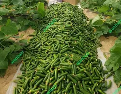 بذر خیار گلخانه ای پاریس
