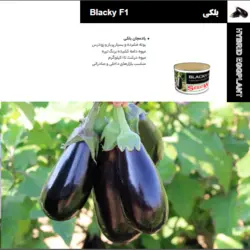 بذر بادمجان بلکی