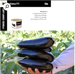 بذر بادمجان هانا.