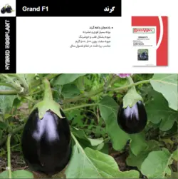 بذر بادمجان گرند