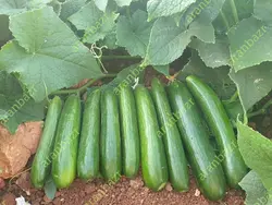 بذر خیار بومبای