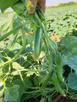 بذر خیار بومبای