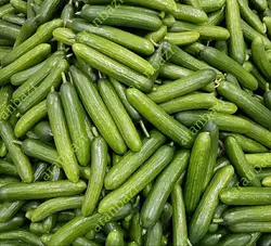 بذر خیار بومبای