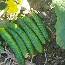 بذر خیار بومبای