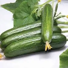بذر خیار پر محصول ویکتور سمینس