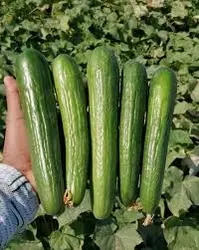 بذر خیار سوپر استار