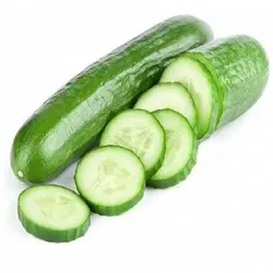 بذر خیار طلوع