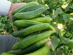 بذر خیار فضای باز بینگو
