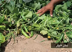 بذر خیار فضای باز بینگو