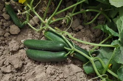بذر خیار فضای باز بینگو