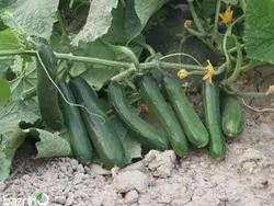 بذر خیار فضای باز بینگو