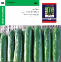 بذر خیار فیروز