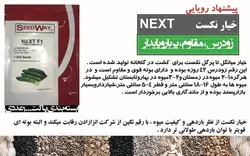 بذر خیار نکست