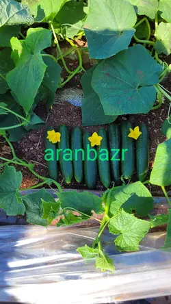 بذر خیار هیبرید کرمان