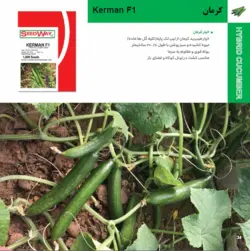 بذر خیار هیبرید کرمان