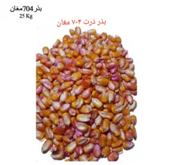 بذر ذرت ۷۰۴ مغان