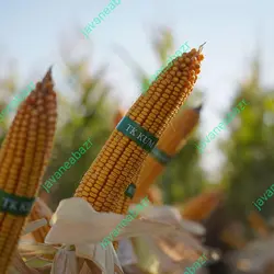 بذر ذرت تکدروک
