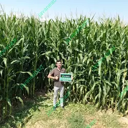 بذر ذرت تورو