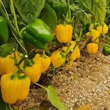 بذر فلفل هیبرید گلخانه ای