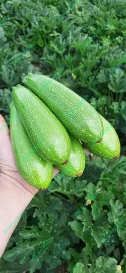 بذر کدو نکسرین
