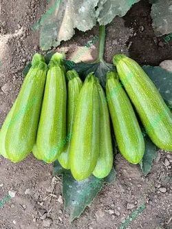 بذر کدو نکسرین