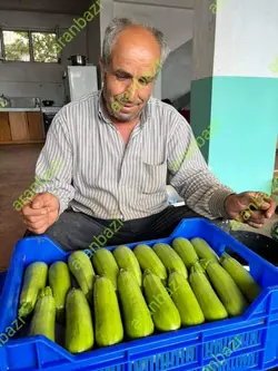 بذر کدو نکسرین