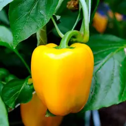 بذر گلخانه ای فلفل لوموس