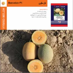 بذر هیبرید خربزه بارسلون