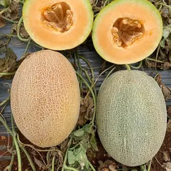 بذر هیبرید خربزه بارسلون
