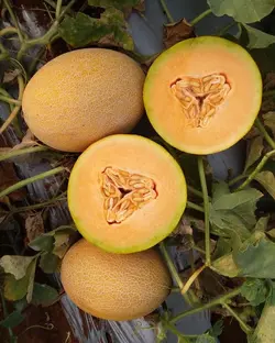 بذر هیبرید خربزه بارسلون