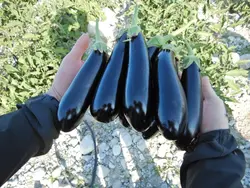 بذر هیبرید بادمجان هانا