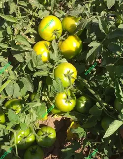 بذر گوجه کا ۹۱۱ زودرس