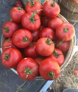 بذر گوجه کا ۹۱۱ زودرس