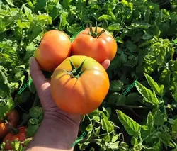 بذر گوجه کا ۹۱۱ زودرس