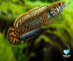 ماهی چانا بلهری 6-8 سانتی متر