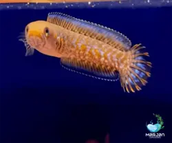 ماهی چانا اندرائو