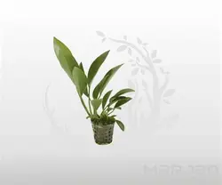 گیاه مقاوم آکواریوم آنوبیاس کانجنسیس