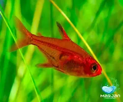 ماهی تترا امبر 1.5 تا2 سانتی متر