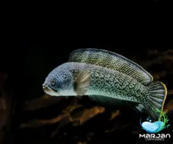 ماهی چانا باراکا