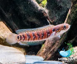 ماهی چانا آسیاتیکا 4-6 سانتی متر