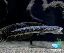 ماهی چانا آسیاتیکا وایت اسپات 4-6 سانتی متر