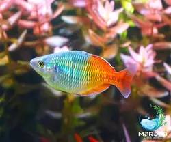 ماهی رمبو بوسمانی مولد