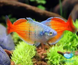 ماهی رمبو بوسمانی مولد