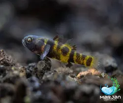 ماهی گابی زنبوری 1 سانتی متر